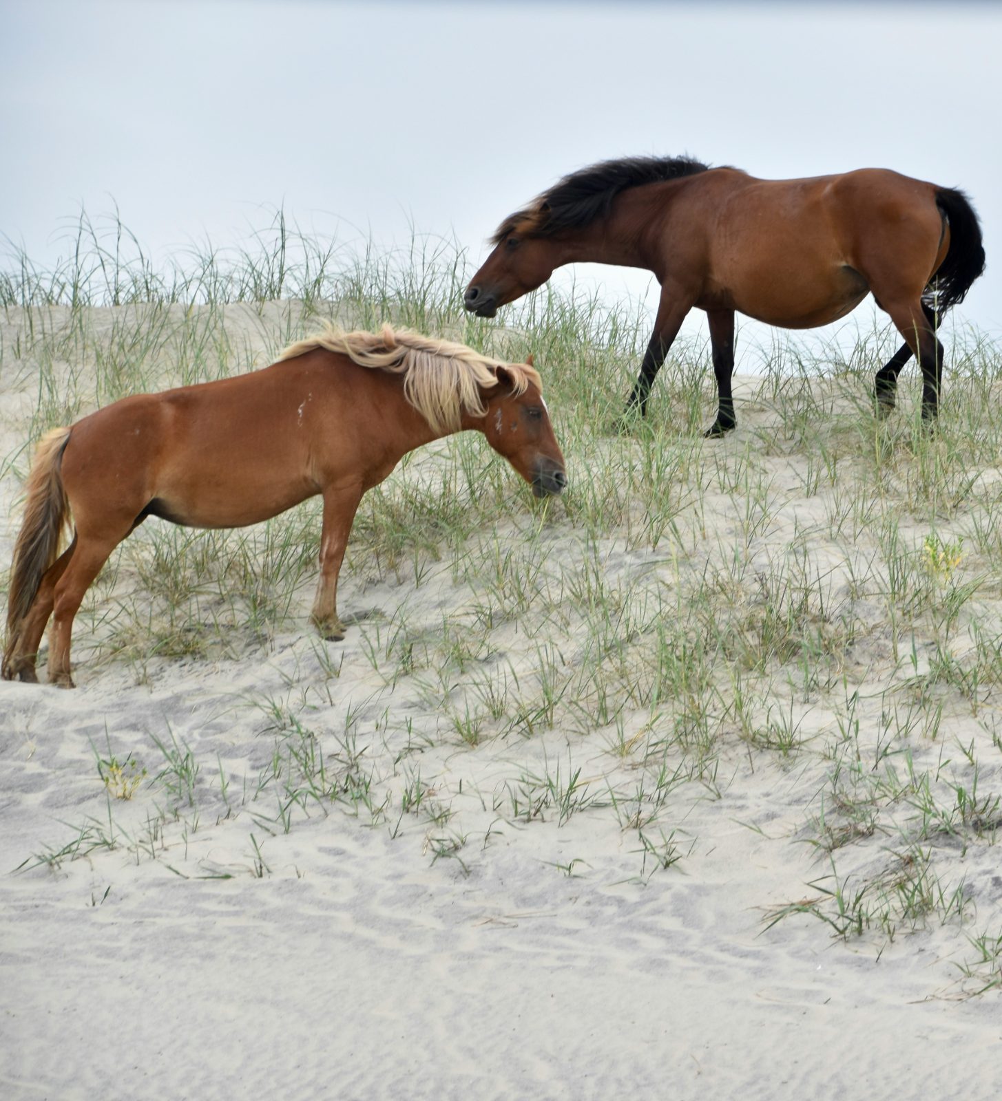 Wild horses grazing on the dunes in Corolla, on the northern Outer Banks